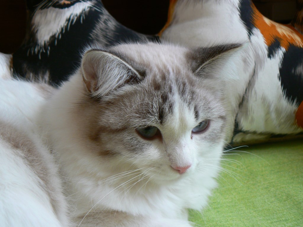 P1100117.jpg